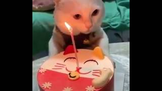 Chúc mừng sinh nhật mèo bằng tiếng mèo kêu