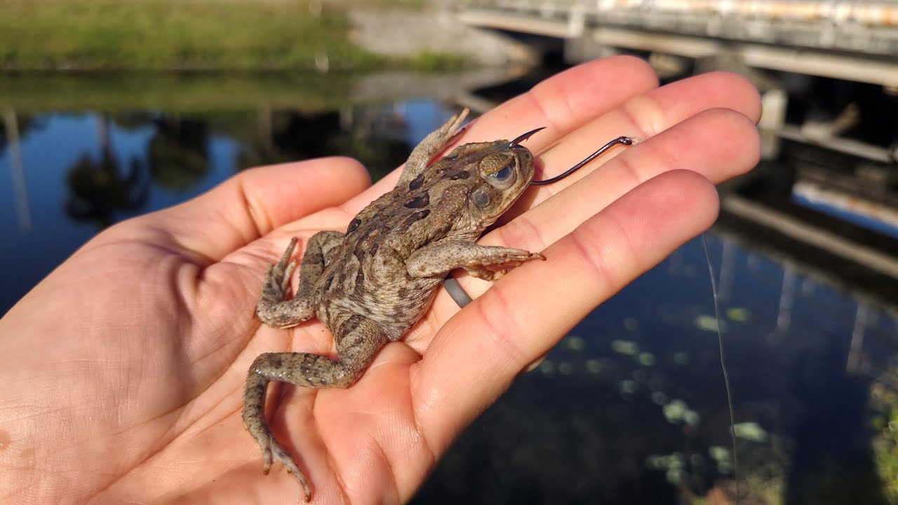 Использование инвазивных жаб для ловли инвазивной рыбы