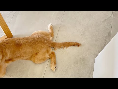 Domi the Golden Retriever | What does a 6-month-old puppy look like?