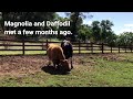 Rescued Cows Become Friends