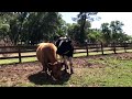 Rescued Cows Become Friends