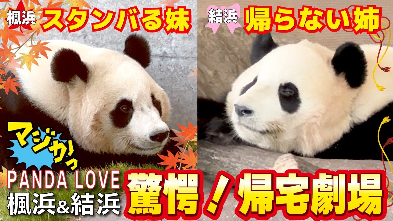 【楓浜（ふうひん）＆結浜（ゆいひん）】ナカさんの呼びかけにも帰宅拒否の結浜🎀vs飼育員さんの帰宅をめぐる攻防戦😳残業のお外の楓浜🍁はどうなる？