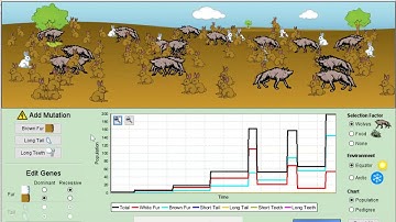 Natural Selection Simulation Run