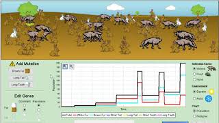 Natural Selection Simulation Run