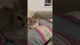 Lazy days with cute Singapura Kittens #cute #singapuracat #singapura #catvideos #catvideo #kitten