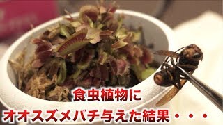 食虫植物にオオスズメバチ与えたらまさかすぎる展開に・・・