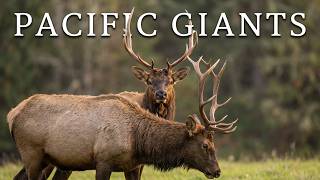 What a Rare Quiet Moment Between Wild Bull Elk Looks Like | 4K