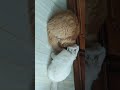 #viral #cat #funny #viral #youtubeshorts #youtube