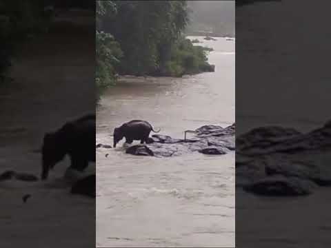 elephant strucked in flood