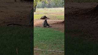 Grey Langur | Hanuman Langur | SB Vlogs