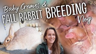 Baby Cremes & Fall Rabbit Breeding VLOG  Creme d'Argent Rabbits
