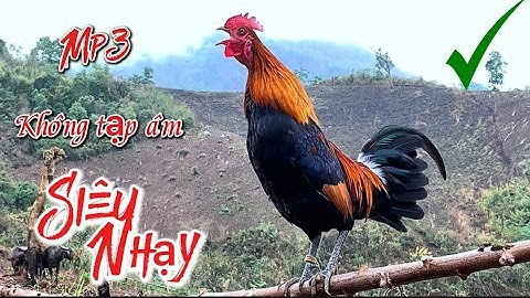 Tiếng gà rừng Gáy Chuẩn Mồi Siêu Nhạy 2025✔️ || Suab qaib qus qua zoo dib tuaj zoo tiag tiag li💯✔️