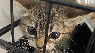 How to help more spicy street kittens - even if you can't foster by Flatbush Cats 98,769 views 1 year ago 3 minutes, 25 seconds