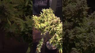 Early Miss - Harvest Day