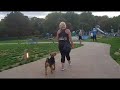 11 month old welsh terrier, Axel! London Dog Trainers の動画、YouTube動画。