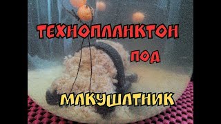 Хорошее решение! ТехноПланктон в кормушку от Макухи