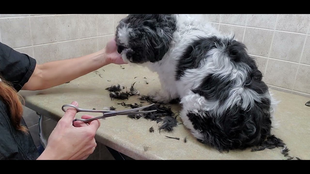 How to groom a dog who aggressive when trimming feet & nails