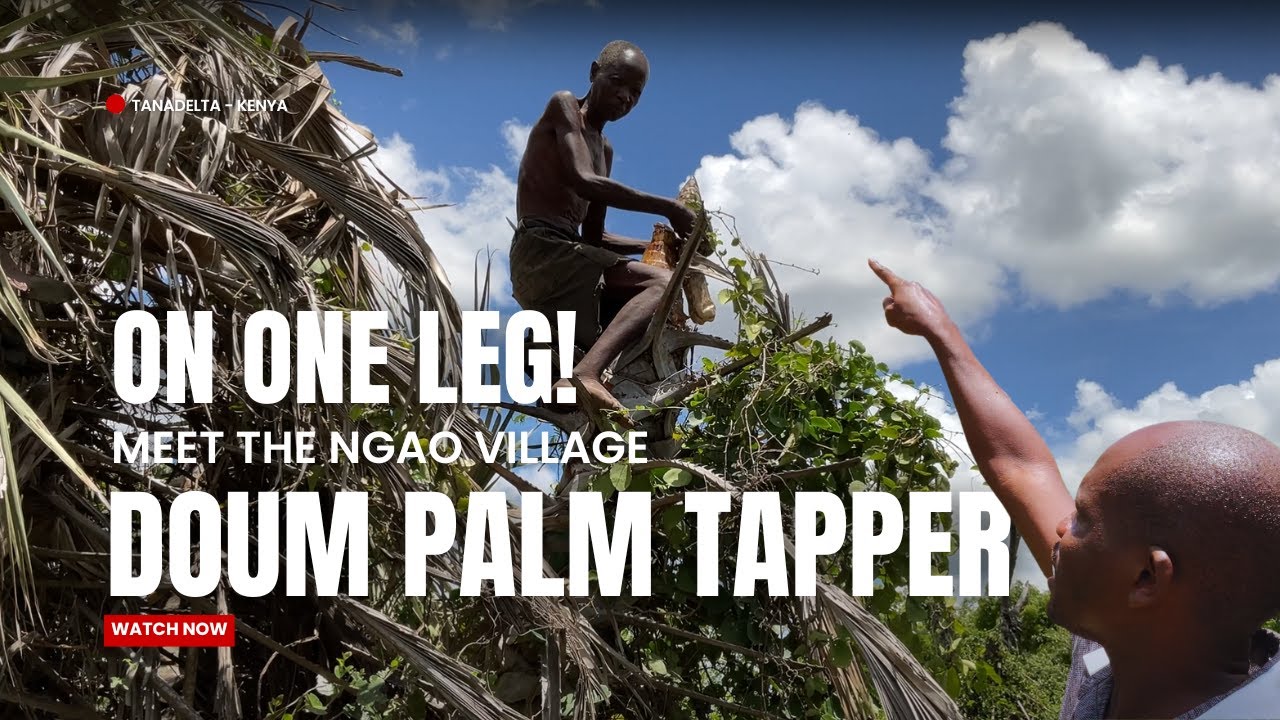 HOW PALM WINE IS TAPPED IN AFRICA #palmwine #tapping #travel #kenya 