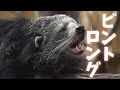 【ビントロング】~クマなん？ネコなん？クマネコだ！！~