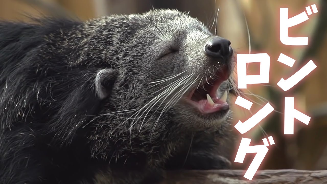 【ビントロング】~クマなん？ネコなん？クマネコだ！！~