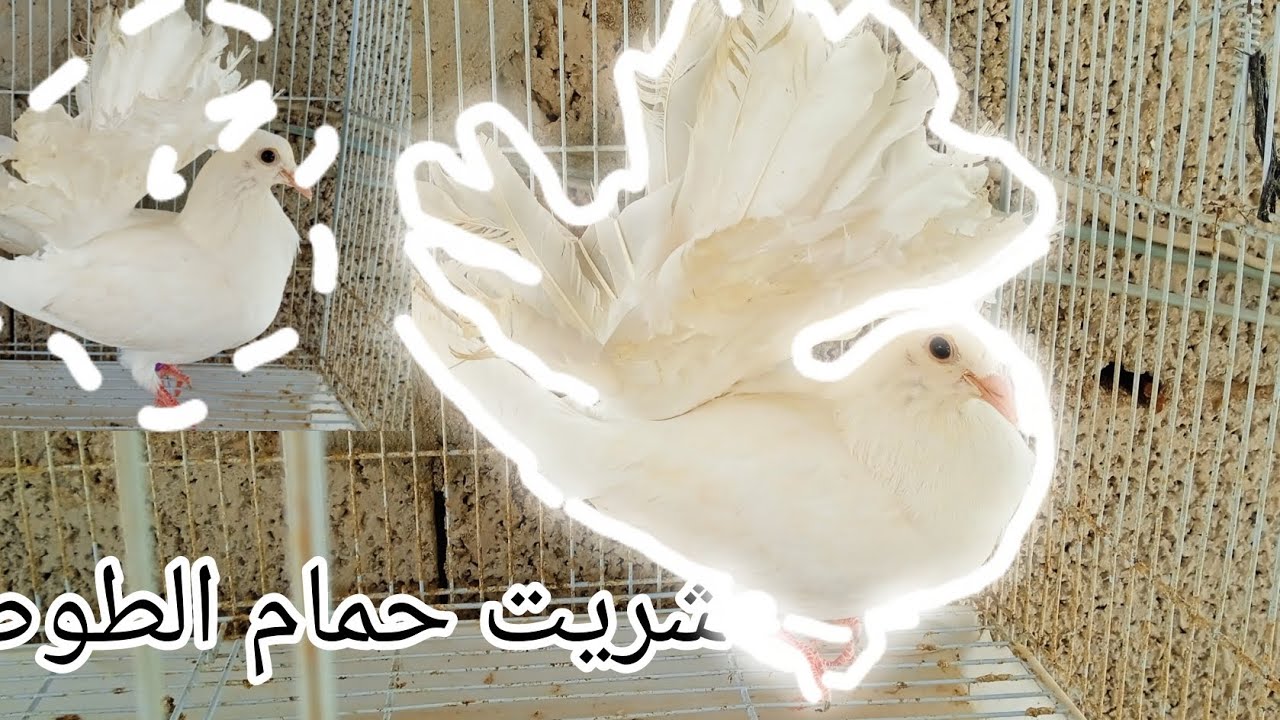 شريط دكر طوسي ❤️❤️50 دم