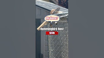 Meet Buttercup 💕#hummingbird #birdnest #birds #diy #backyard