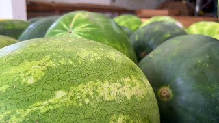 Monticello Watermelon Festival celebrates 75 years with 'Stars, Slices and Stripes' theme