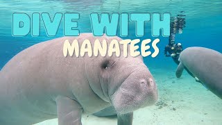 BEST SPOT in Florida to Dive With MANATEES | Marine Life in Florida | Diving with Manatees Part 1