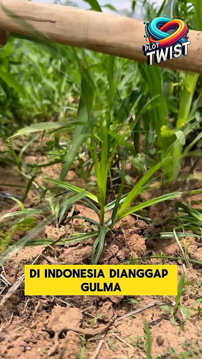 Teki Grass: Once Discarded, Now Sought After! #trending #suketti #herbalherb #china