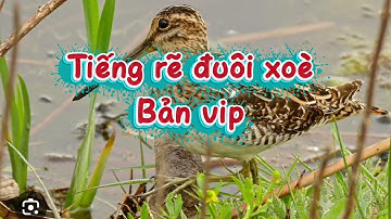 TIẾNG RẼ GIUN ĐUÔI XOÈ BẢN HUỶ DIỆT