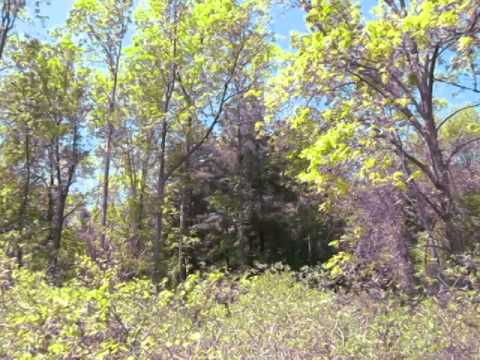 Kirtland's Warbler Singing, Hamlin Beach State Park, New York, June 1