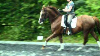 canter & simple change