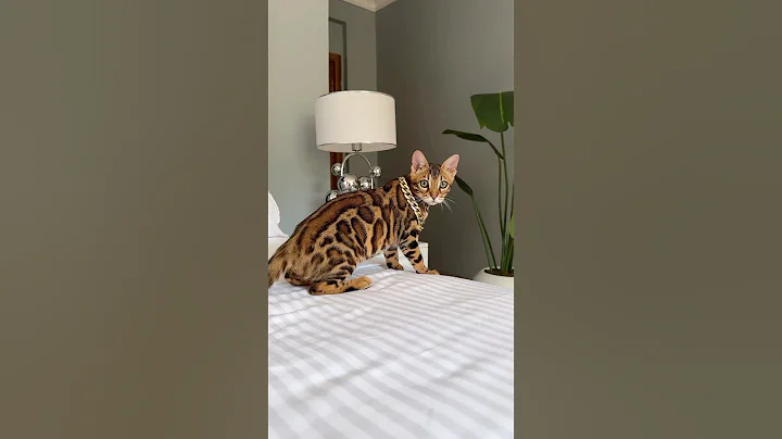 Video 11590291: cattery cats bengal, bengal kitten