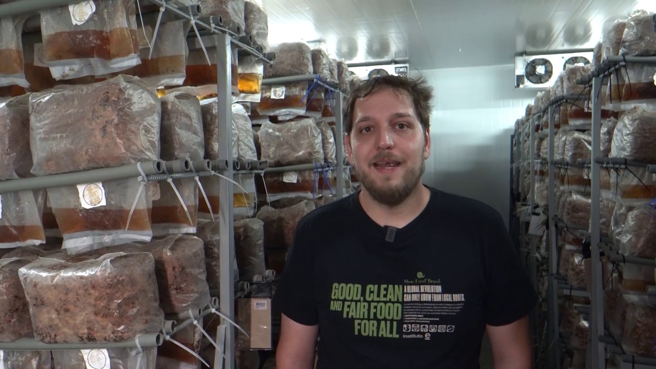 Cogumelo Shiitake: Como Montar Estrutura Para Fungicultura