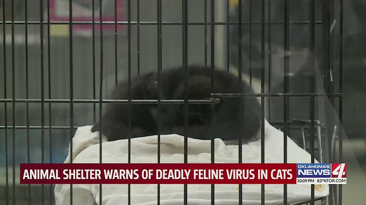 OKC vet, shelters see rise in deadly virus in cats
