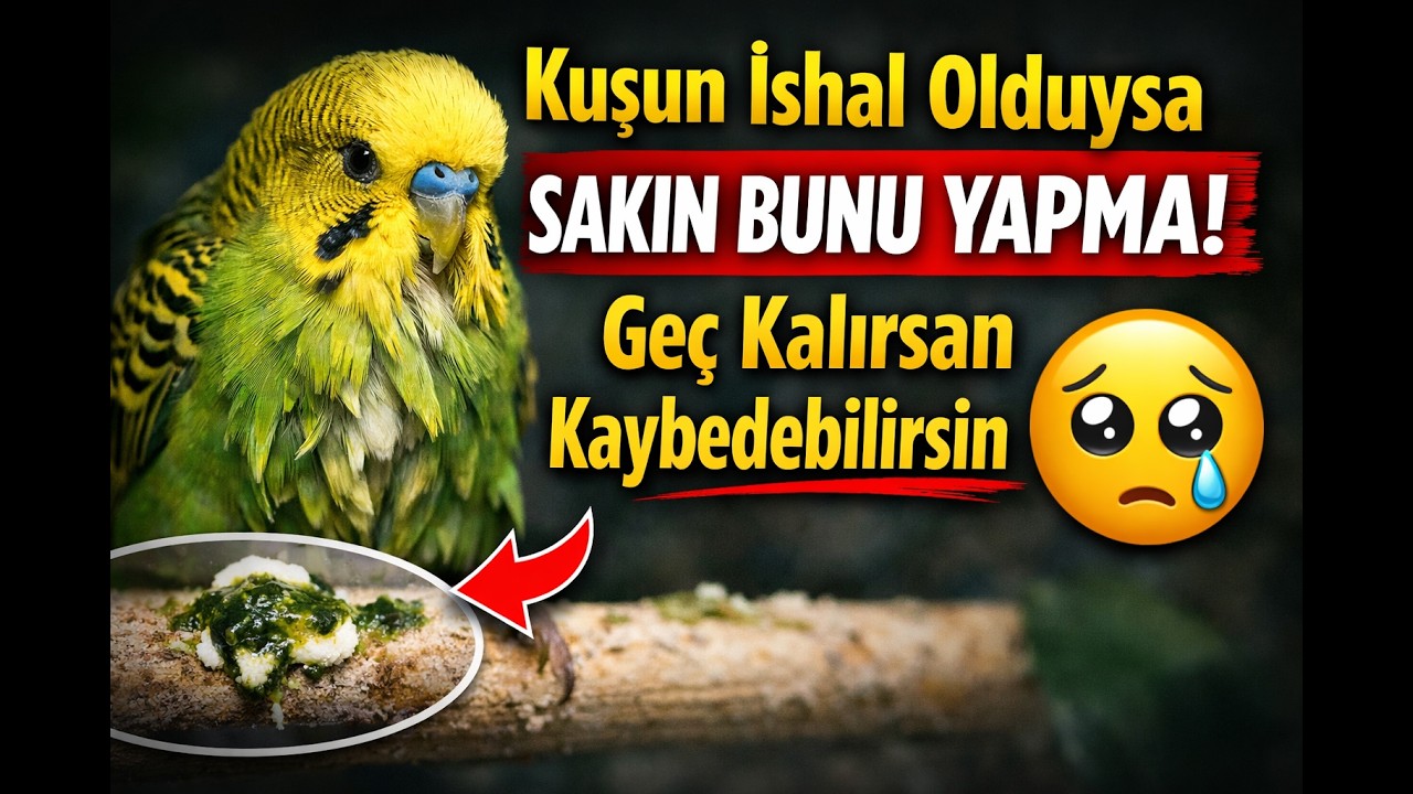 Kuşun İshal Olduysa Sakın Bunu Yapma! Geç Kalırsan 😢#muhabbetkuşu #muhabbetkuşubakımı #budgies