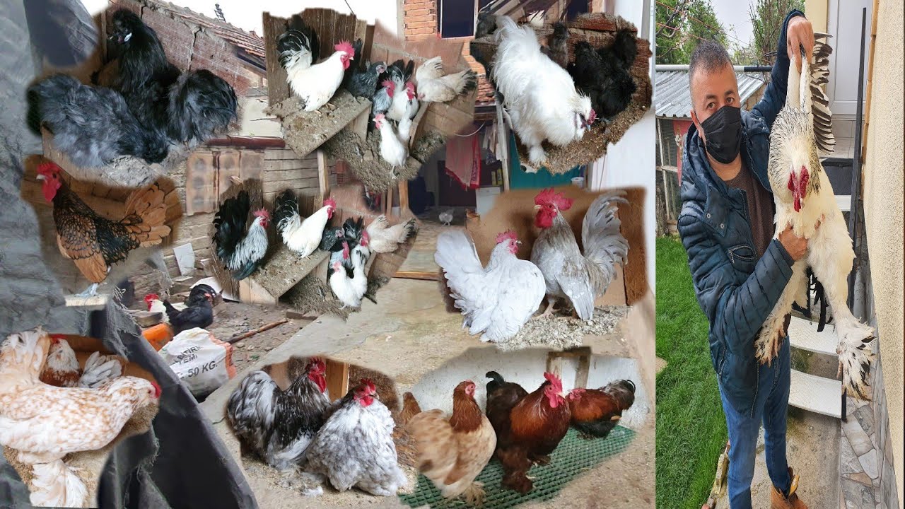 MUHTEŞEM SÜS TAVUKLARI  HABEŞ , ALTIN ZİBRİT , BRAKEL , CÜCE COCHİN , JAPONES VE FAZLASI