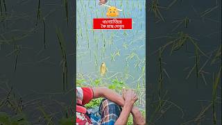 শান্ত ধানক্ষেতে কৈ মাছ শিকার | Village Fishing Life #shorts #গ্রামের_মাছধরা #VillageFishing #কৈ_মাছ