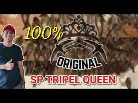 SP . TRIPEL QUEEN 100% ORIGINAL By. Andi sufar -link download di deskripsi