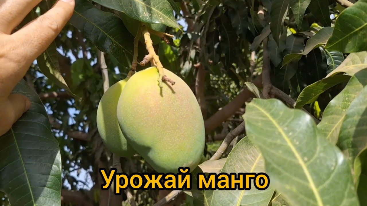 #61 Африка. Мой урожай манго🥭 .