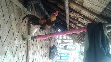 Coj nej mus saib qaib dib dawb qua zoo