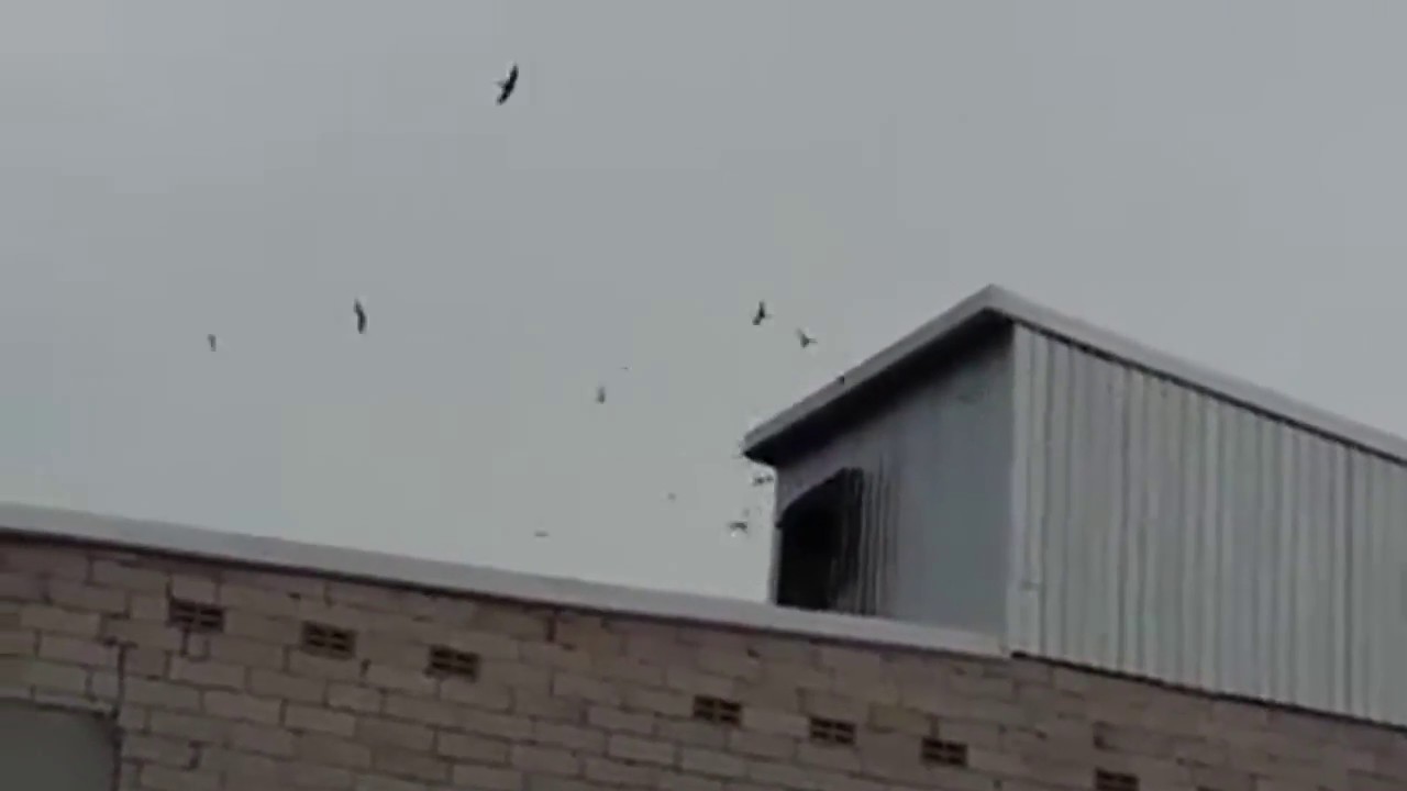 Gedung RBW Rumah Walet Memakai Rumah Monyet tengah yang ramai