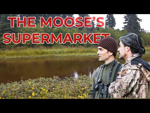 Nps Rabbit What Do Moose Eat In The Water Plants
