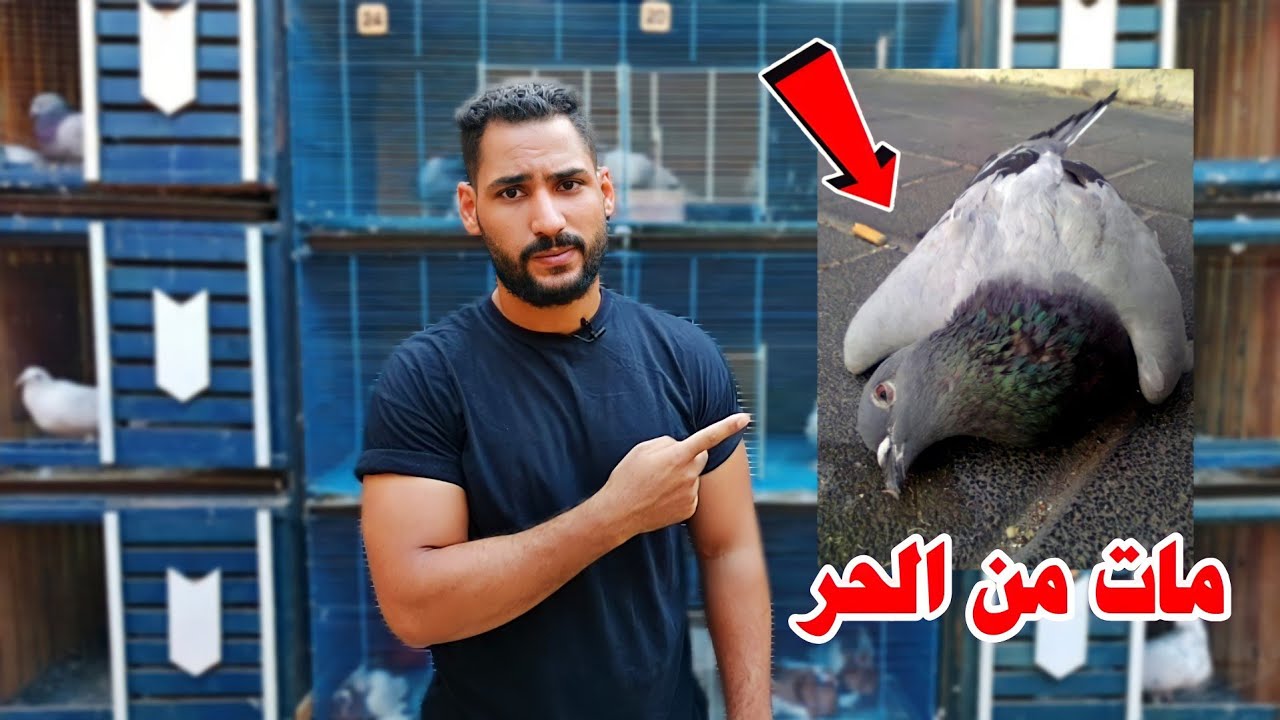 الحمام مات من الحر الشديد 😰😞