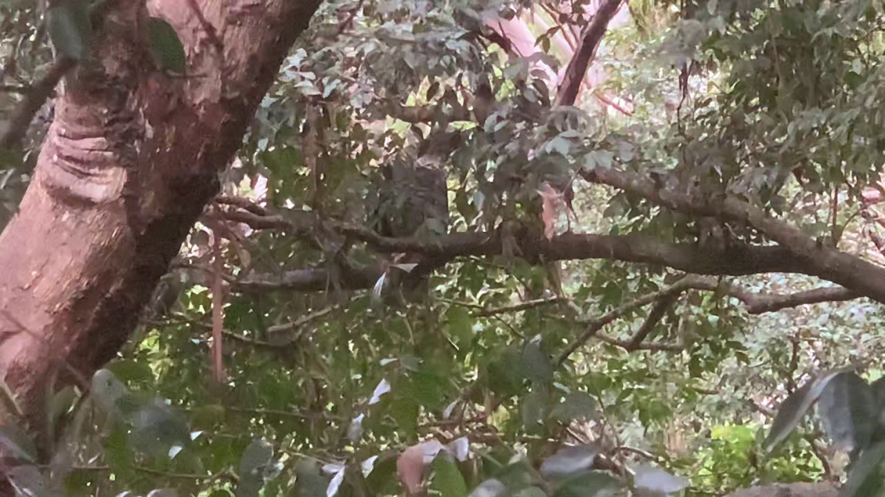 Leave my Powerful Owl alone! 🥊🦉 