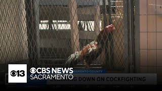 Sacramento County proposes regulating how many roosters residents can own