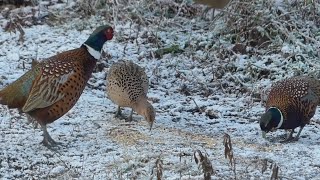 Wild Winter Pheasants