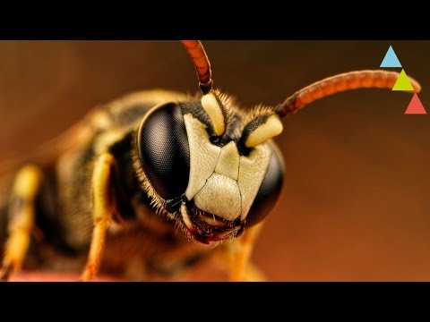 ¿Qué pasaría si se extinguieran las abejas? - 동영상