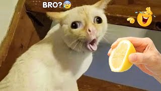 Funny Animal Videos 2023 - Funniest Cats And Dogs Video Pets And Animals