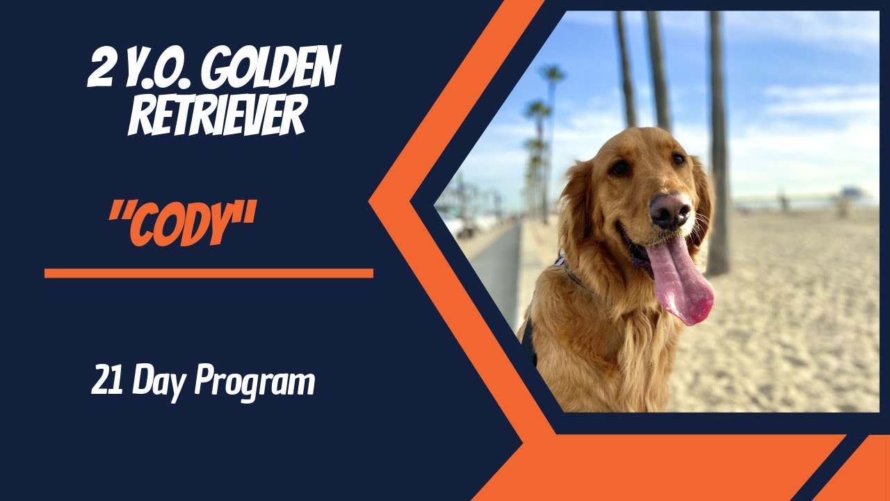 🐶🦮Off leash Dog Training / Obedience Training 🦮🐶 YouTube